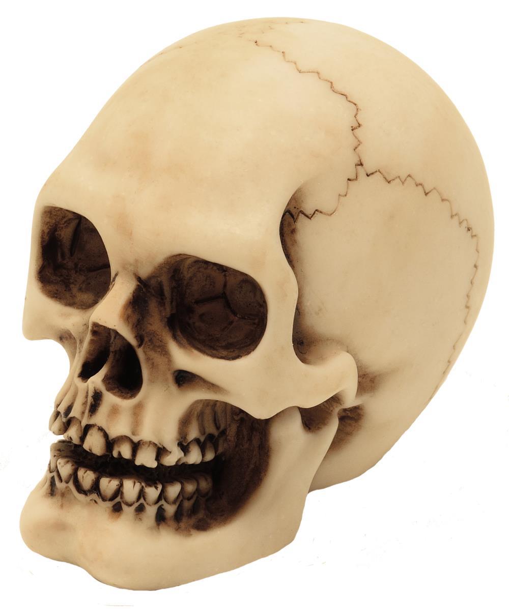 Crâne figurine modèle décoration Halloween gadget cadeau - MC-30683