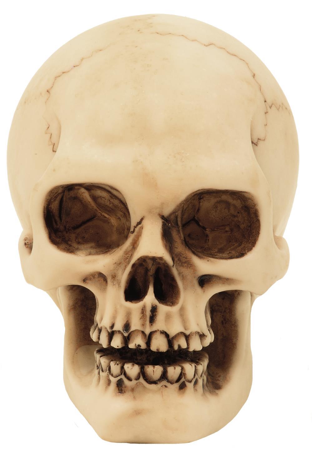 Crâne figurine modèle décoration Halloween gadget cadeau - MC-30683