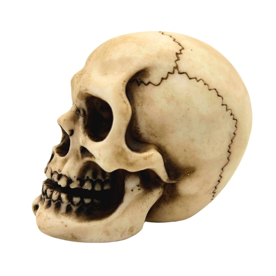 Crâne figurine modèle décoration Halloween gadget cadeau - MC-30683