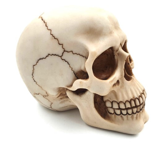 Figurine décorative crâne 15 cm - MC-30685