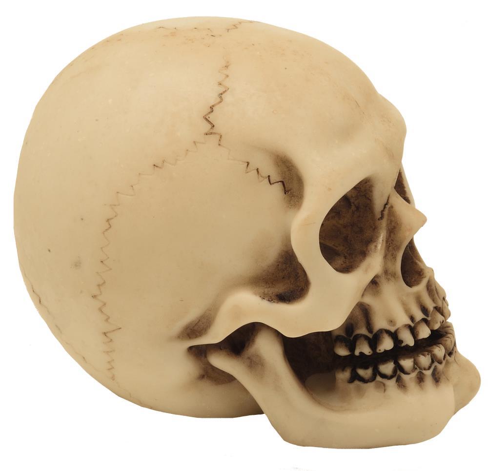 Crâne figurine modèle décoration Halloween gadget cadeau - MC-30683